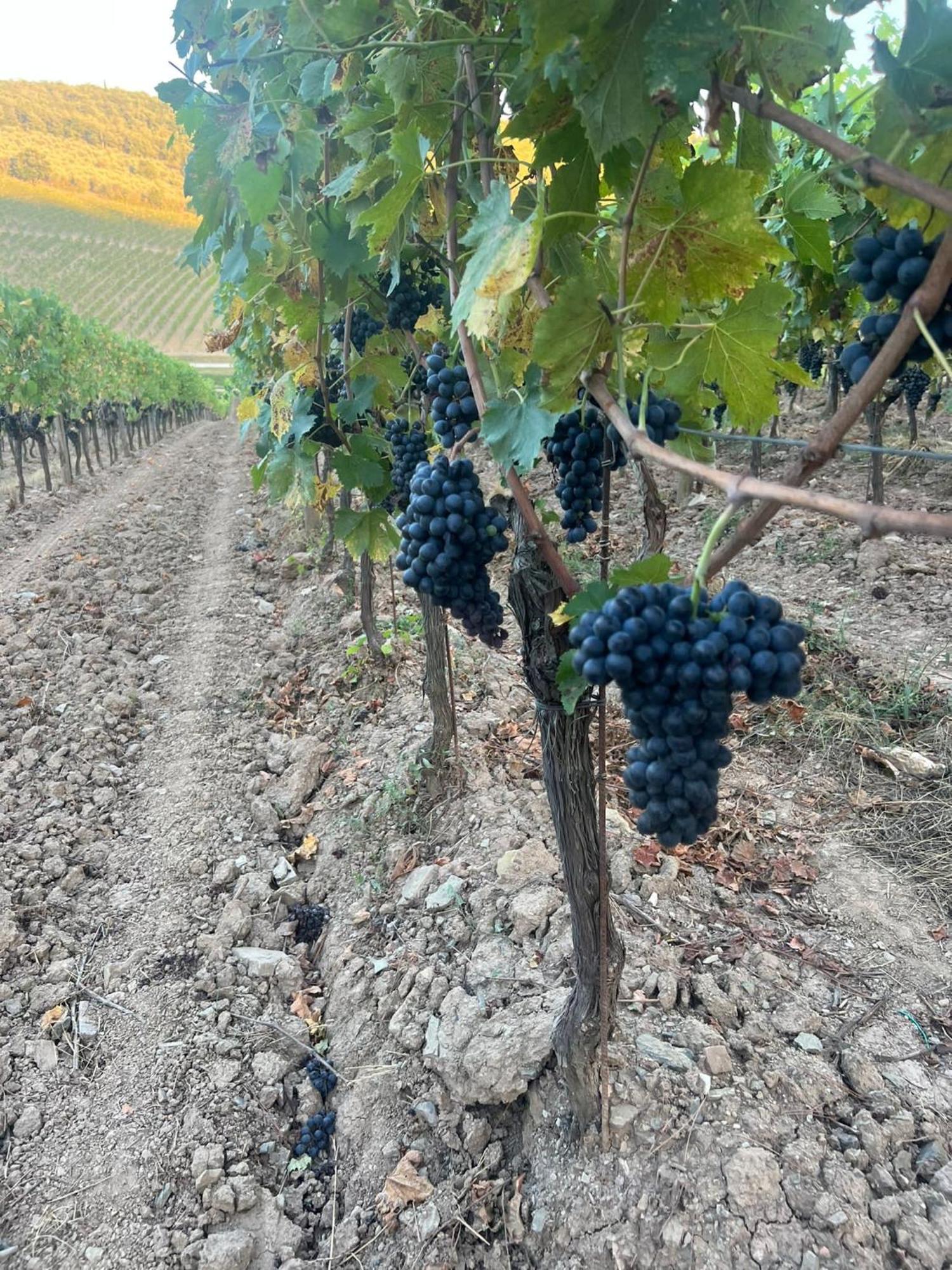 Locanda Podere Le Vigne Radda in Chianti Eksteriør billede
